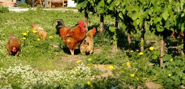 Lithies Farm Houses Vasilikí 외부 사진